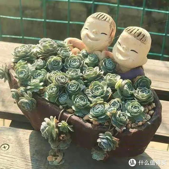 7款多肉是“富贵命”,大盆一养就“满盆”,太能生了