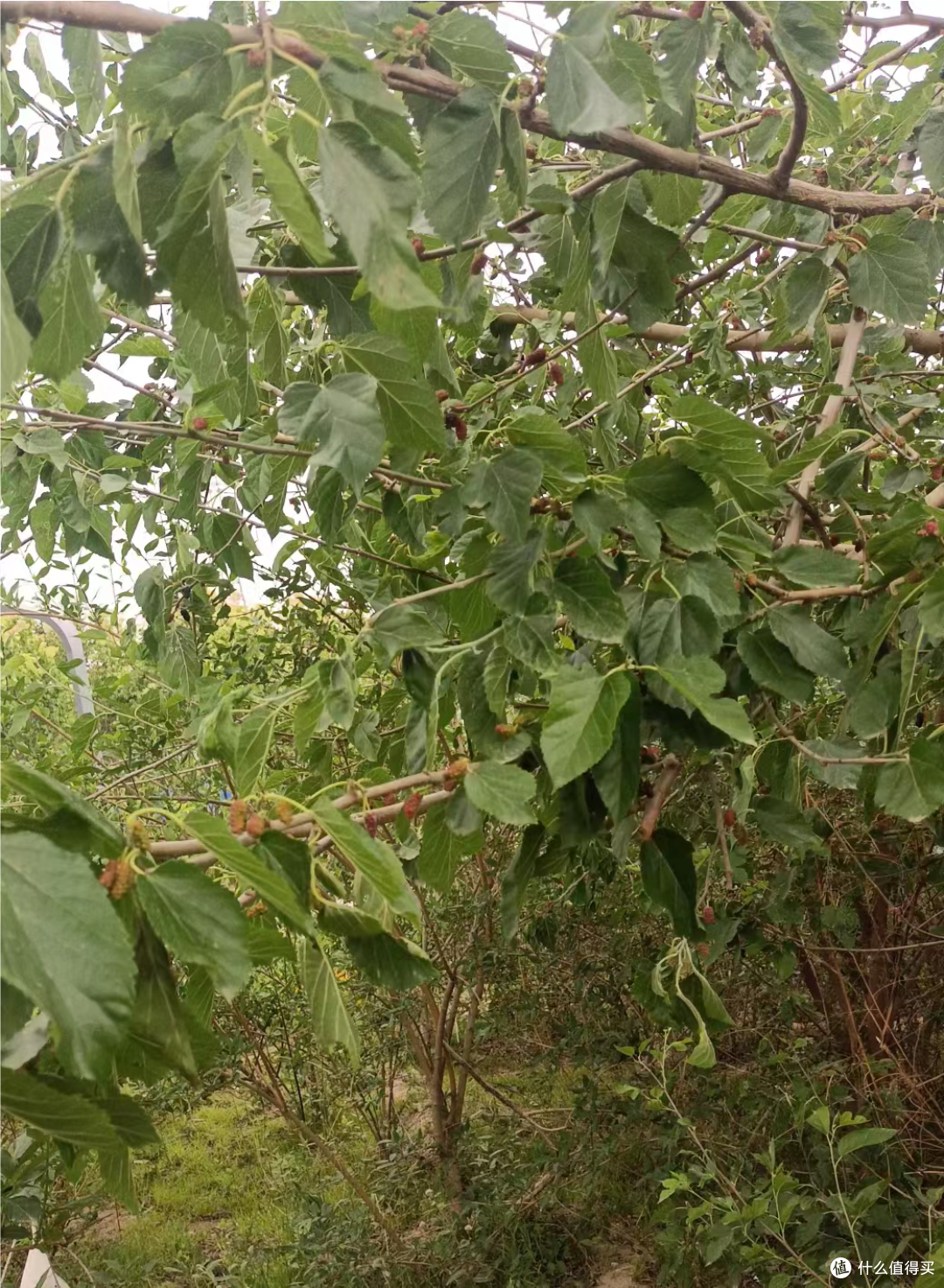 路边桑椹树下的美好时光