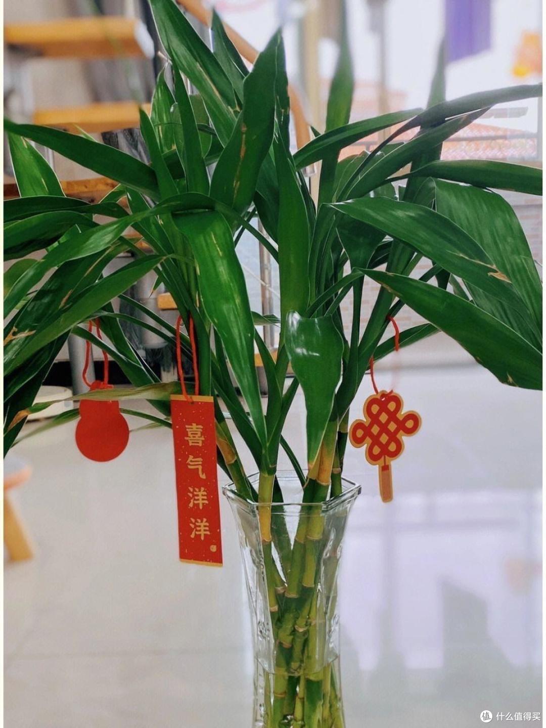 家中就养4种“吉祥树”，枝叶多又旺，吉利美观，耐阴好养又招财