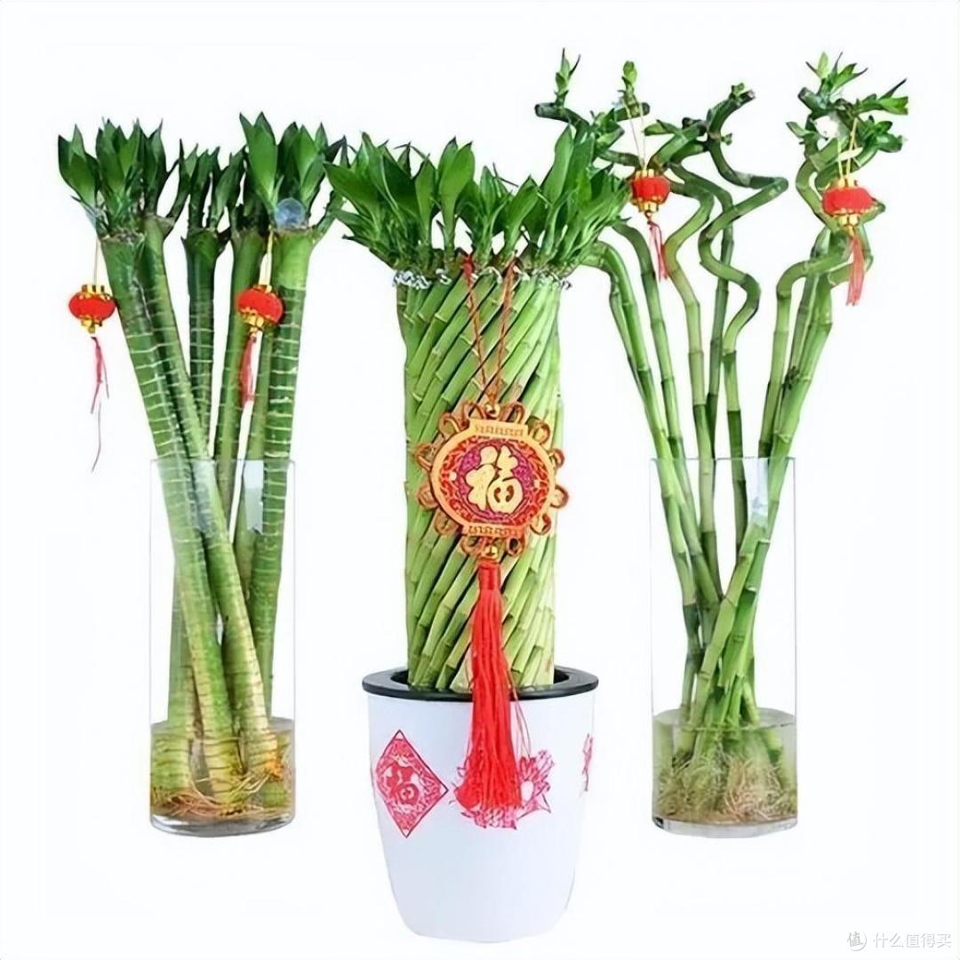 家中就养4种“吉祥树”，枝叶多又旺，吉利美观，耐阴好养又招财
