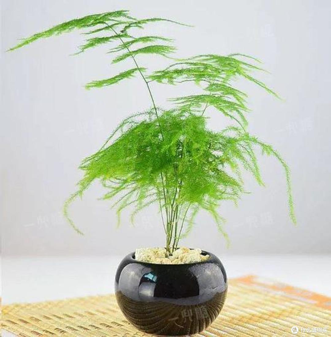 看到闺蜜卧室的花,才知道什么叫“精致”,晒晒!