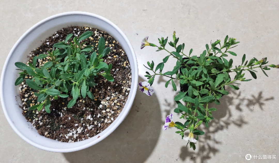 蓝妖:爆花机器百万小玲怎么养?做好5点,一年开花300天