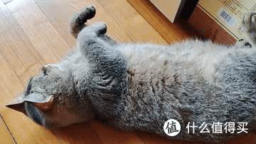 吸尘器吸猫毛🐱给喵星人除毛可不可行?我看行!追觅V12S无线吸尘器家用手持立式除螨吸尘器 绿光显尘 90