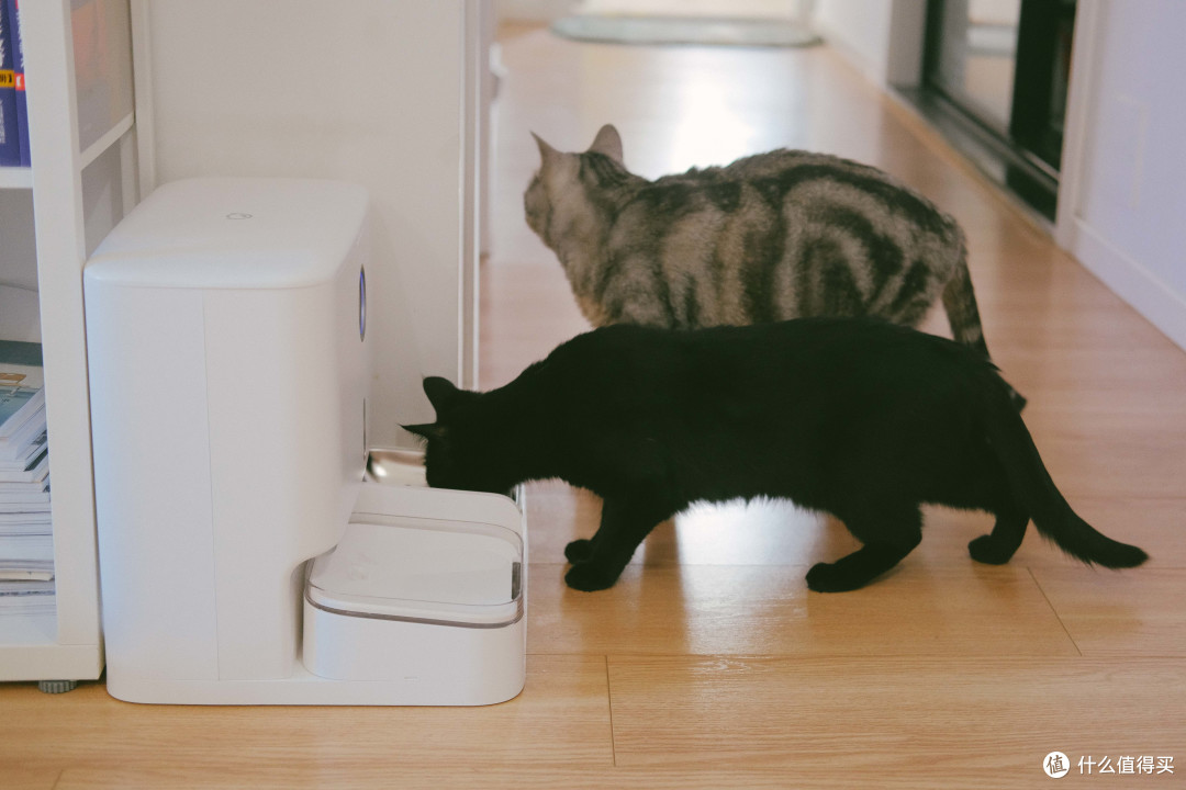 自动投喂解决猫咪吃饭问题，联想小新宠物智能一体机体验