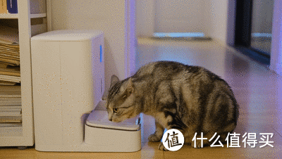 自动投喂解决猫咪吃饭问题，联想小新宠物智能一体机体验