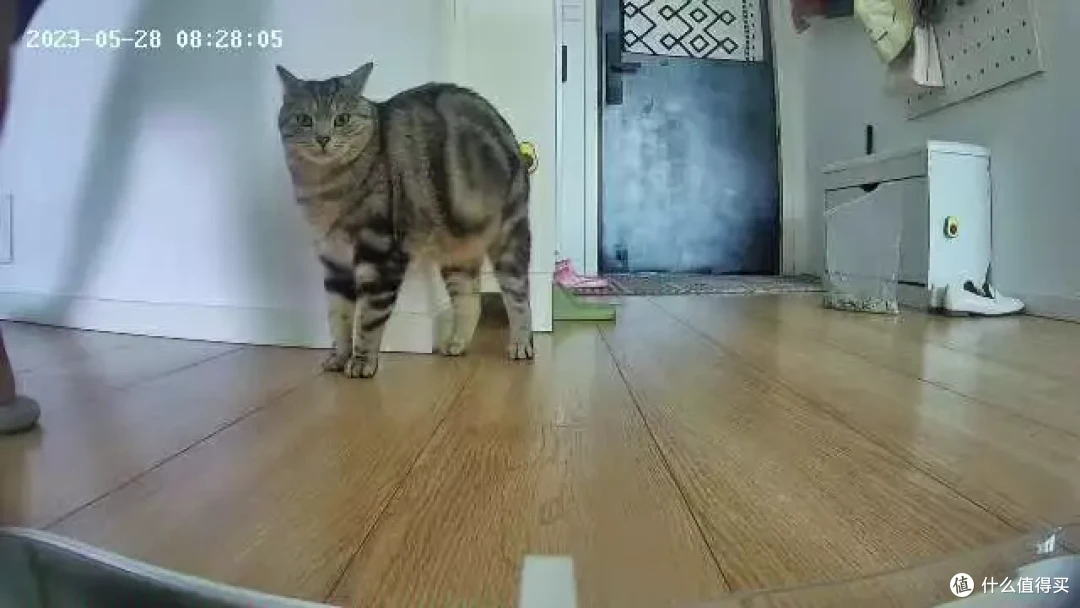 自动投喂解决猫咪吃饭问题，联想小新宠物智能一体机体验