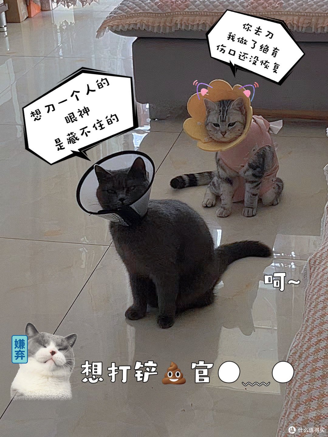 你想挠我,你也要去做绝育
