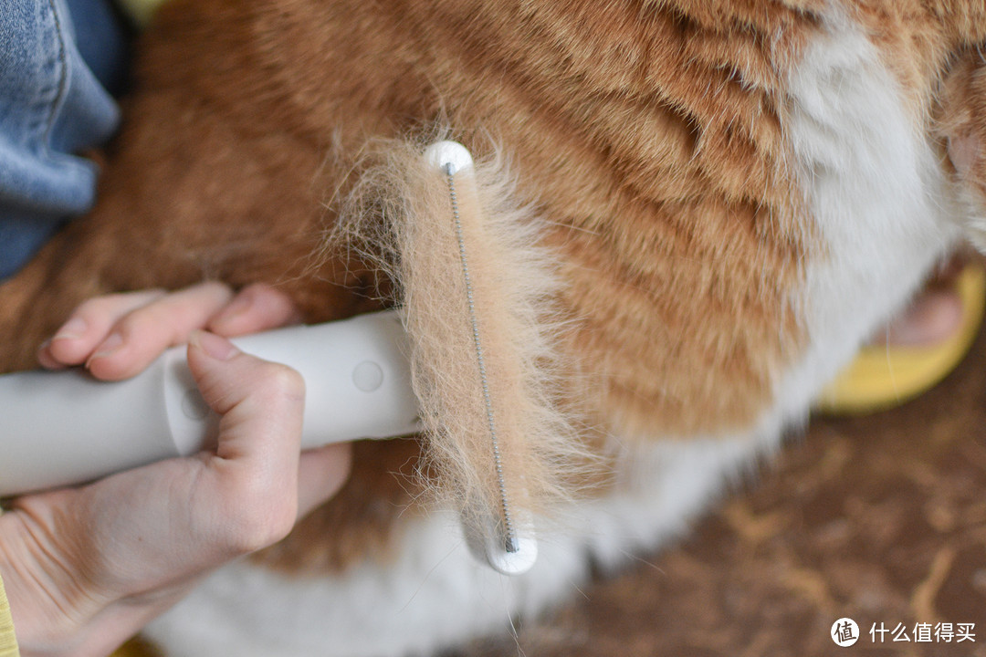 在漫天飞扬的猫毛里，得到片刻安宁——5款猫咪梳毛刷详细横评