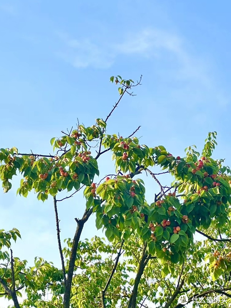 路遇杏子树，可惜摘不到