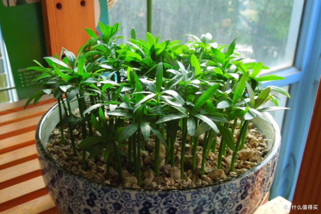 罗汉松盆景太贵?随手折根枝条,埋在土里就能活,省钱又有成就感
