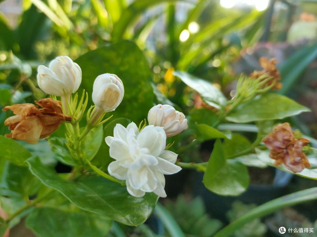 阳台再小,4种花也要养,不怕热、不怕晒、花期长达半年多