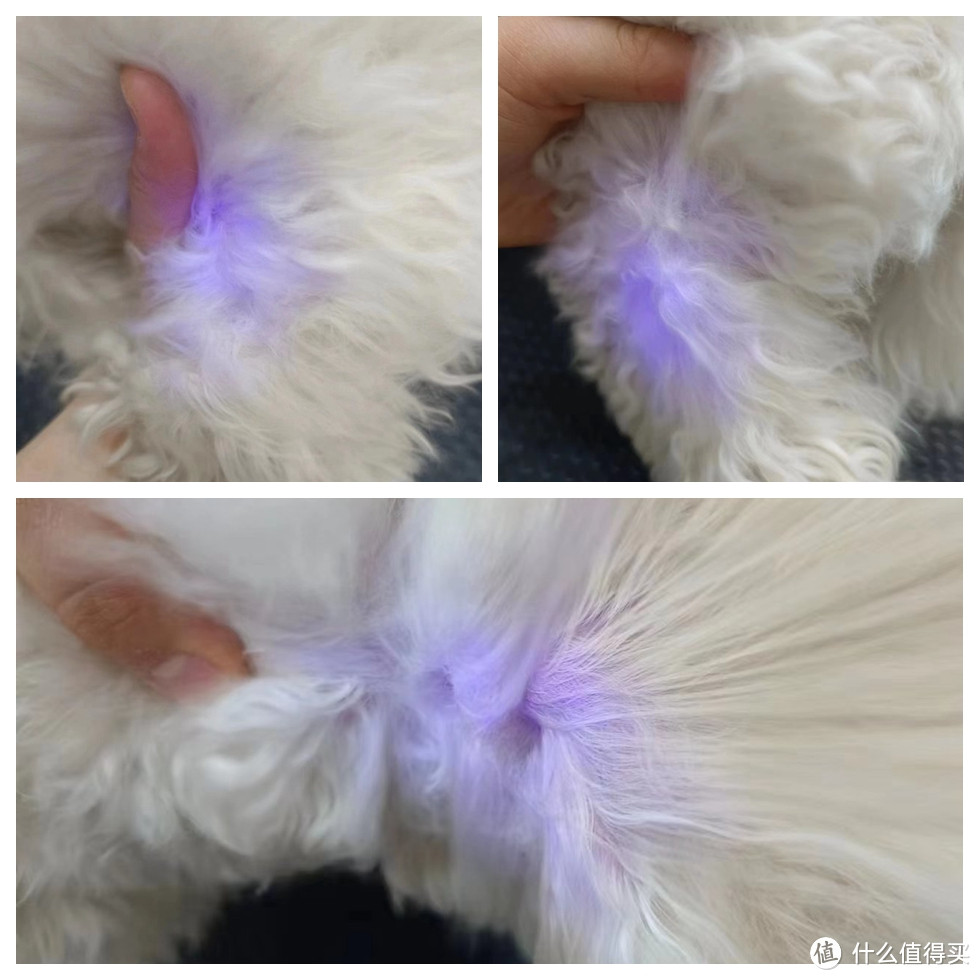小B熊的舒服一刻,多款宠物毛梳逐个测