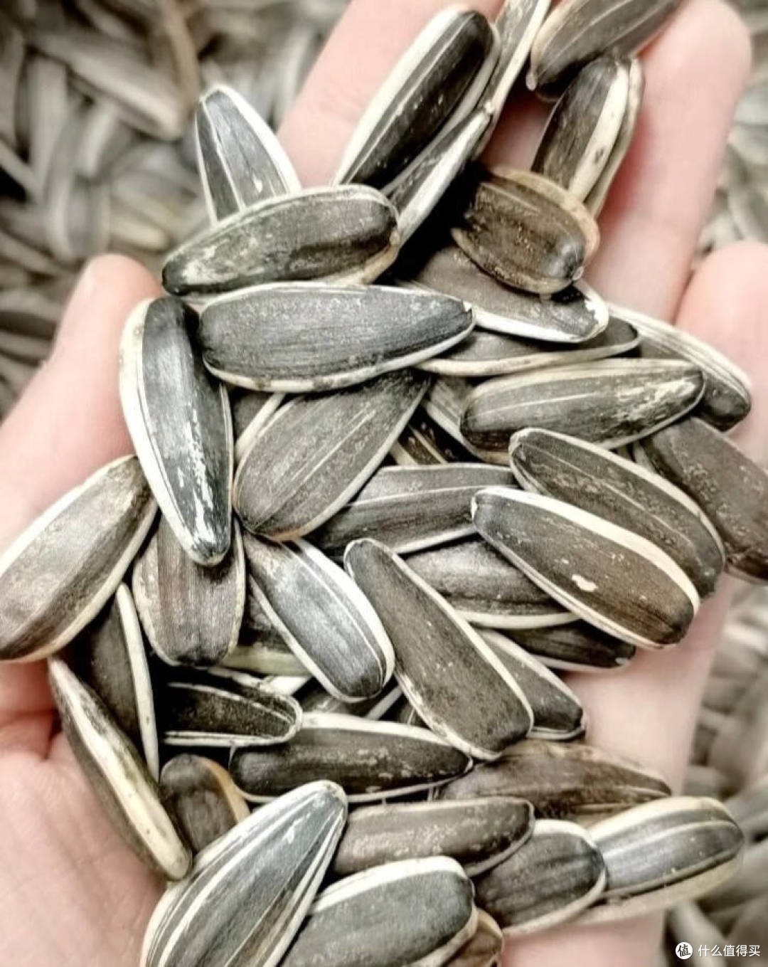 原味生瓜子来自内蒙古黄金葵园，原滋原味好味道