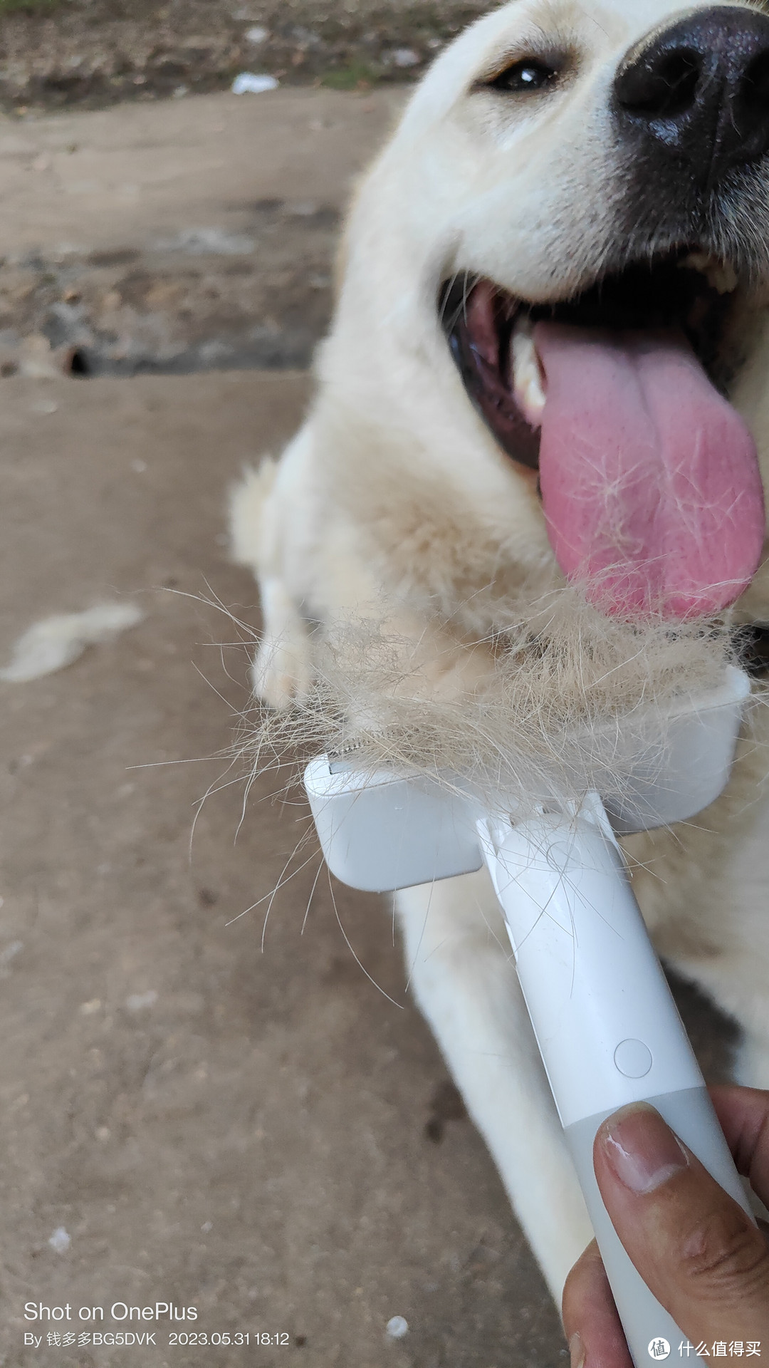减压神器——五款宠物毛梳测评