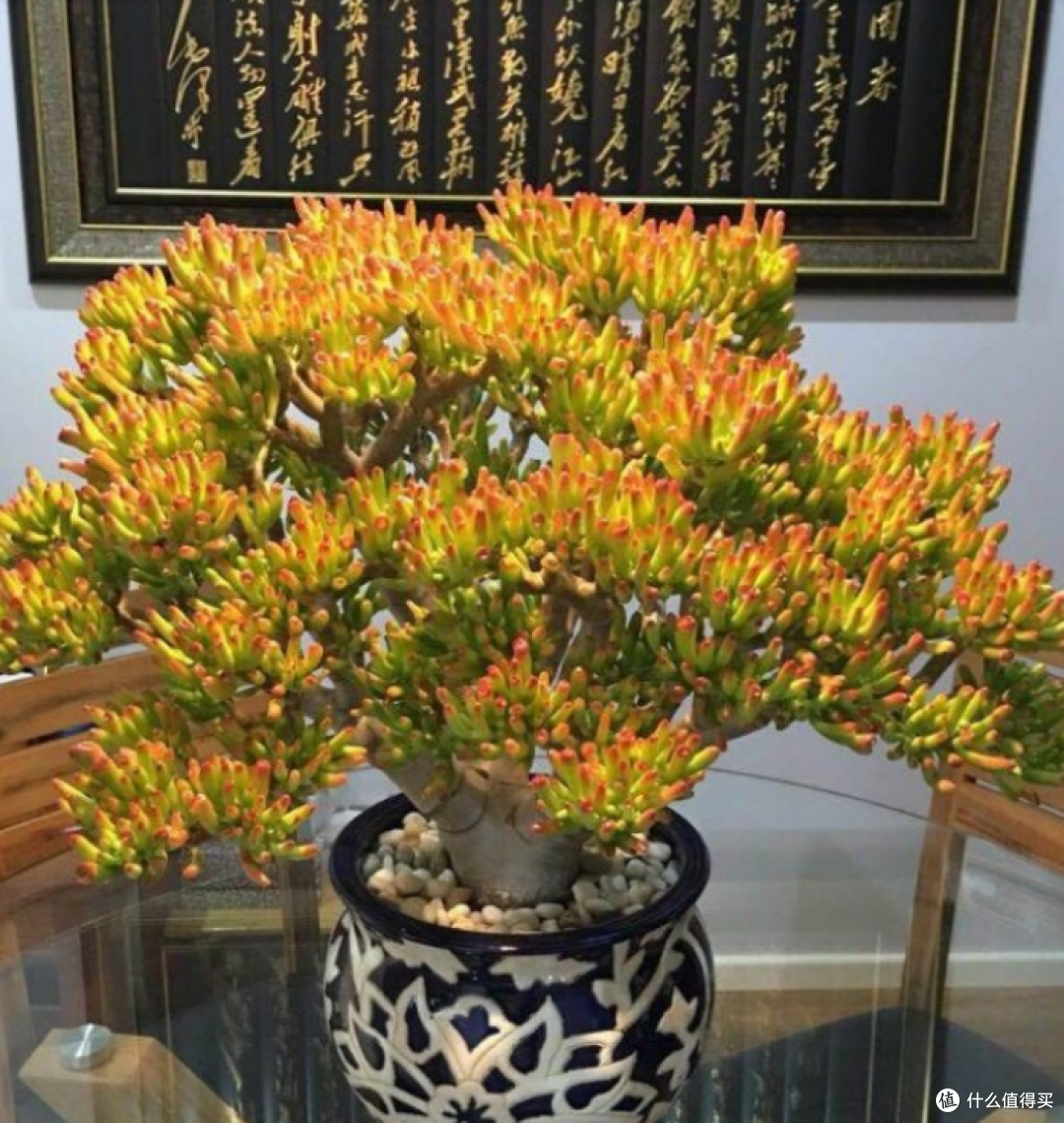 客厅养花有讲究，要养就养4种花树，有钱人家都爱养