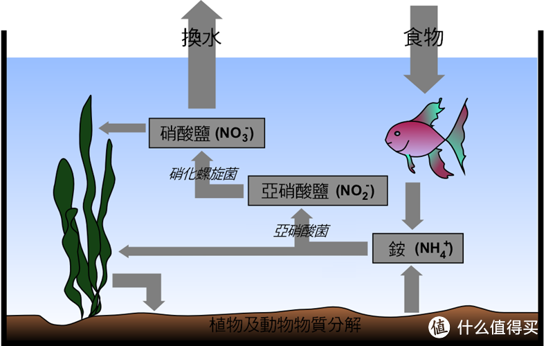 水族环境氮循环，图源：Wikipedia