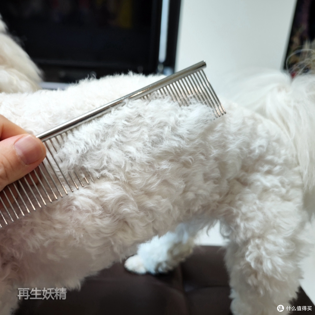 小B熊的舒服一刻,多款宠物毛梳逐个测