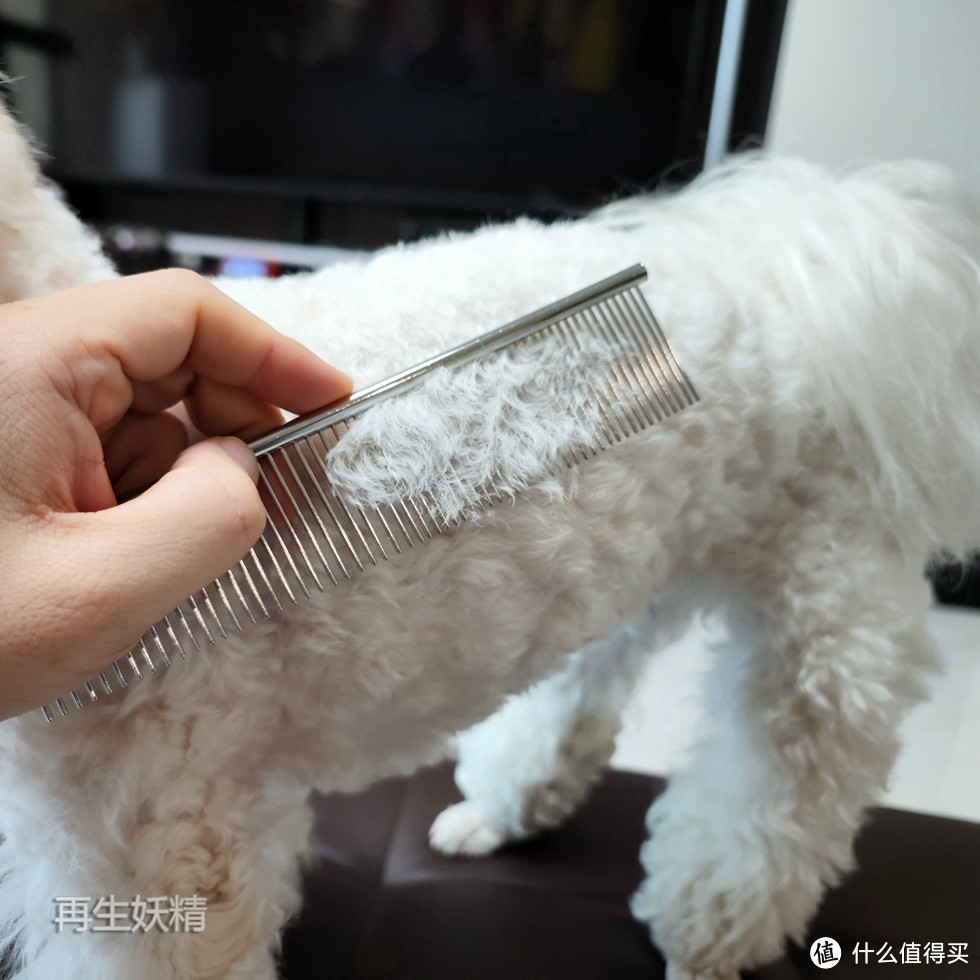 小B熊的舒服一刻,多款宠物毛梳逐个测