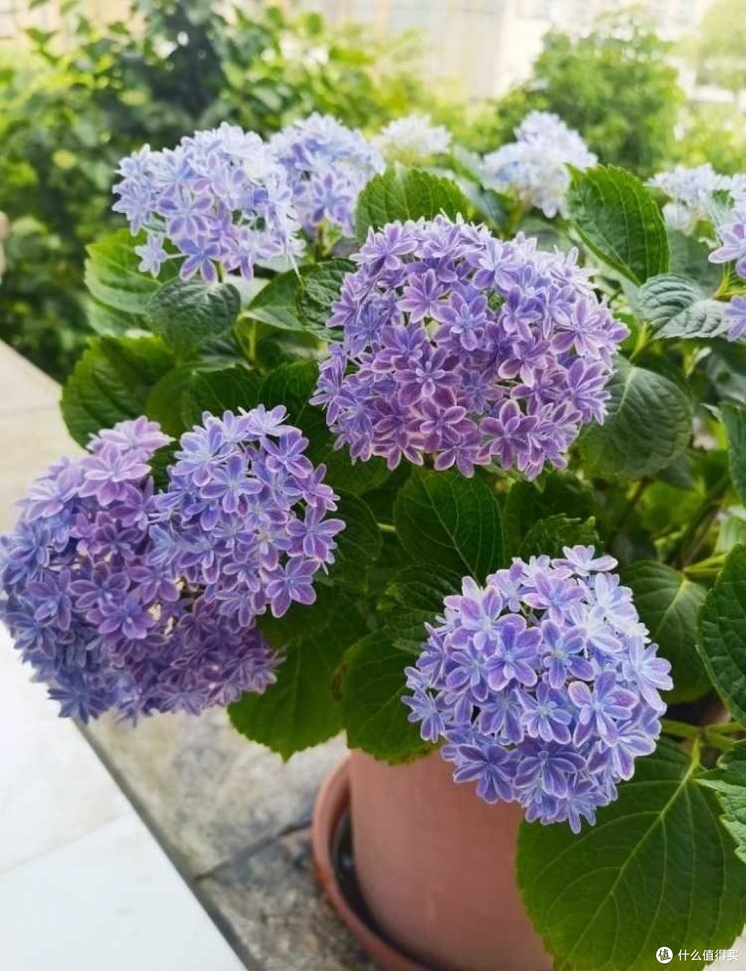好看的绣球花，不需要买，一个枝条养一大片，开花又美又多看不腻