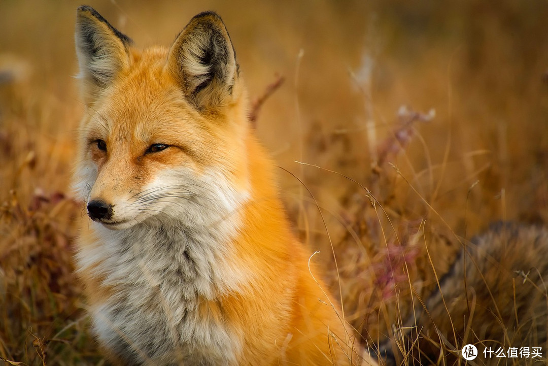你知道如何区分狐狸与狗吗？