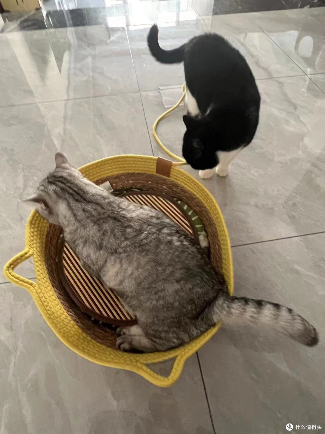 618购后晒~~~又给猫猫买个窝