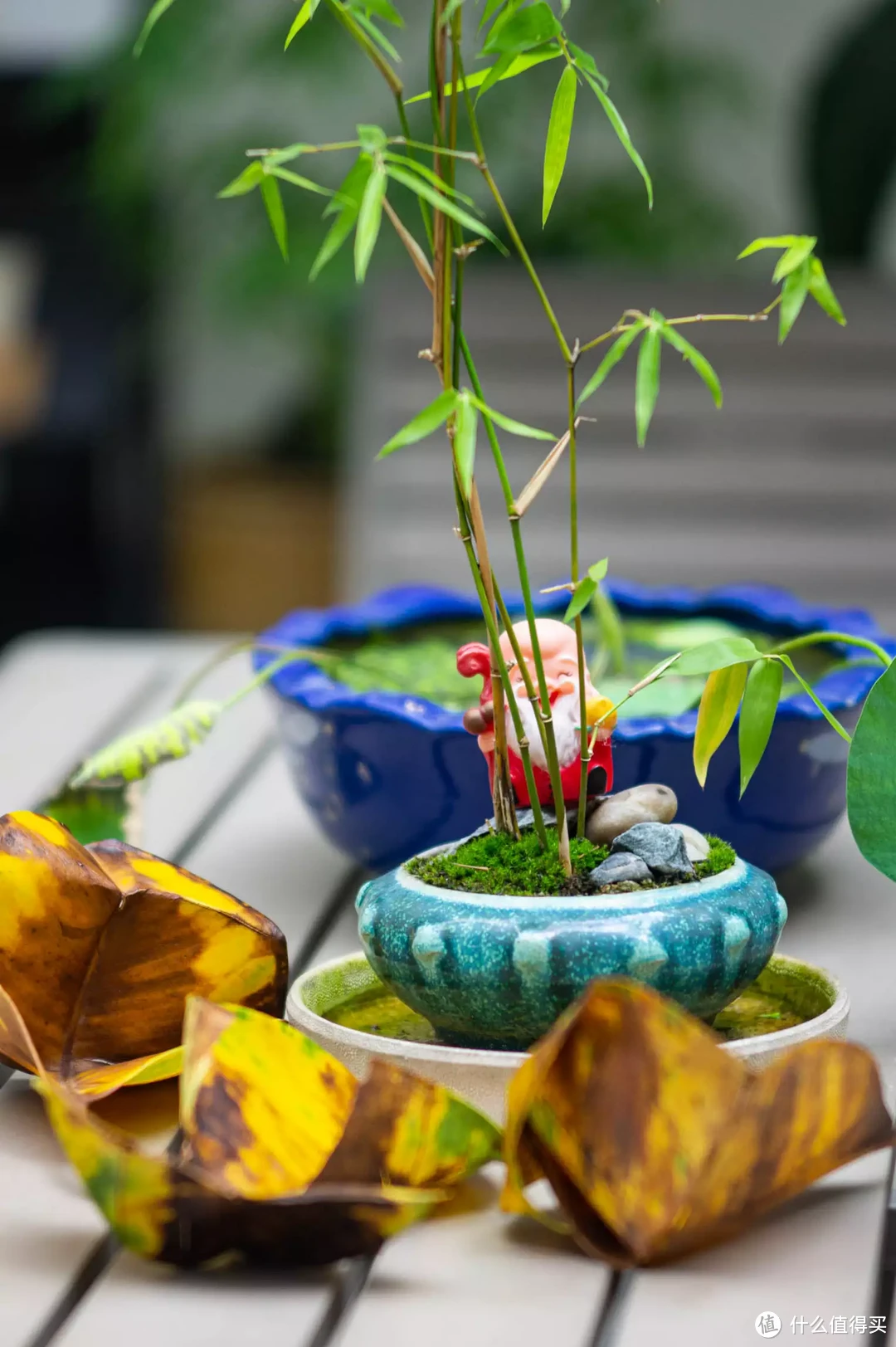 除了618买买买,拍荷花也正当令!