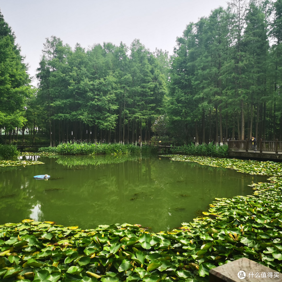 周末遛娃好去处——日湖公园