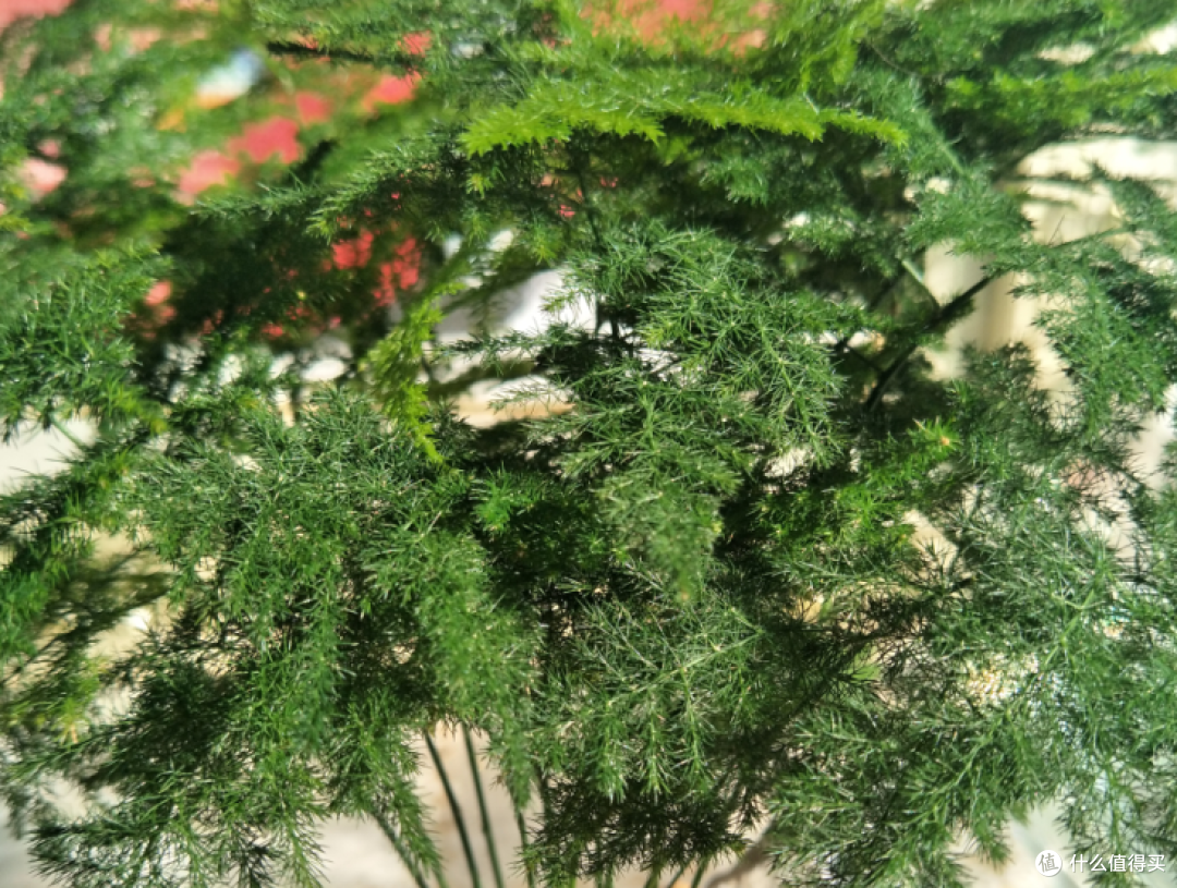 3种“耐阴花”,人气旺,夏天放在屋里,不晒太阳也猛长