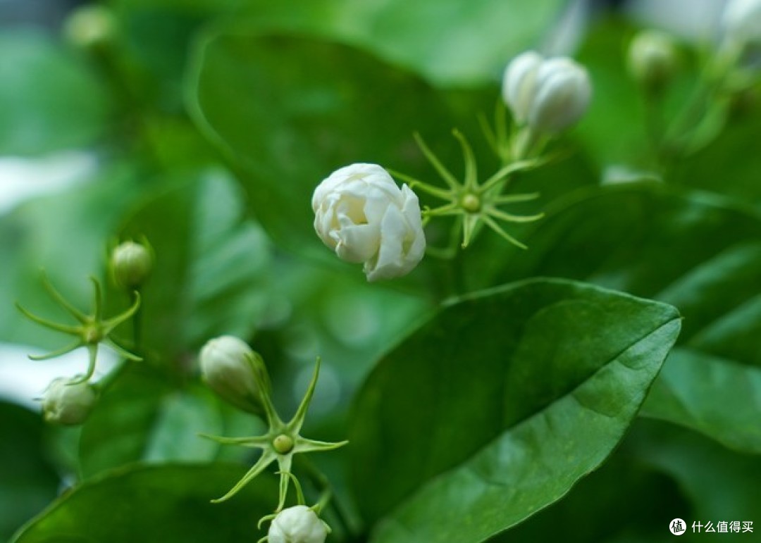 6月8款花要“富养”，吃饱喝足才能猛开花，否则直接“丑”给你看