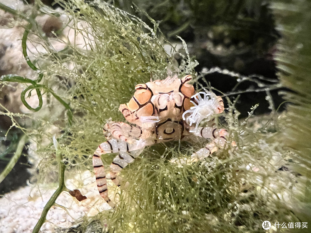 可可爱爱的海缸生物