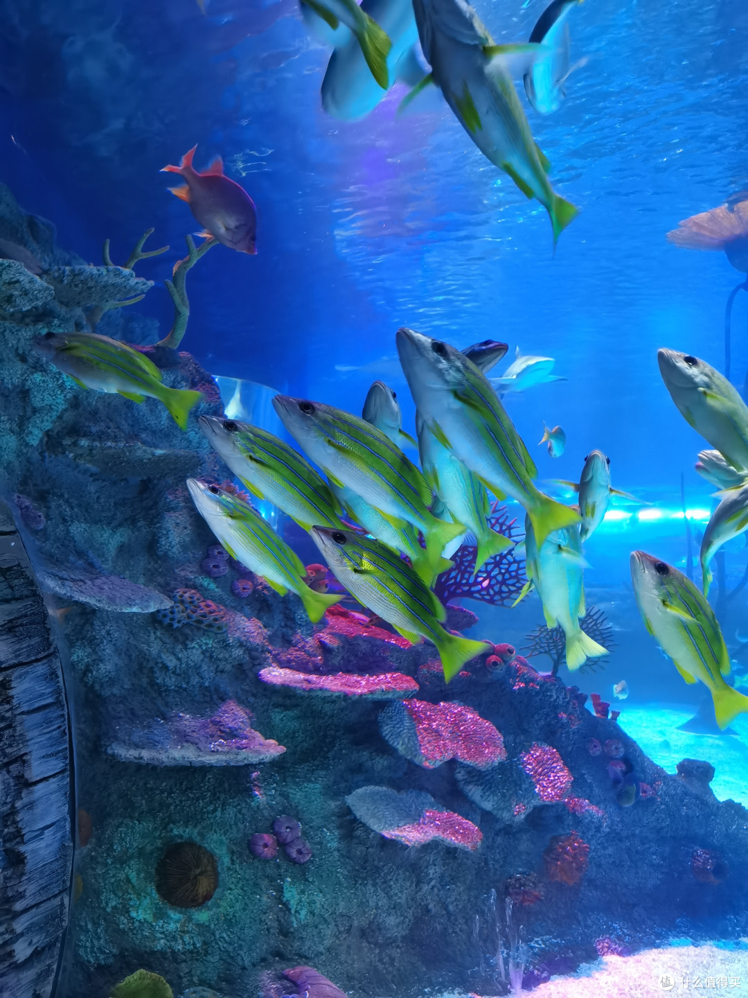 k11海洋探索中心市内室内差强人意的探索海洋