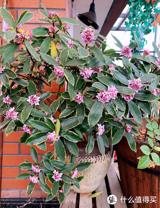 蓝妖：10大度夏难的开花植物，现在赶紧藏起来，不然就只剩盆了！