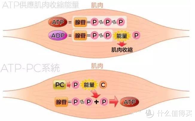 每天运动却不掉秤？｜运动超过一定时间才开始消耗脂肪？