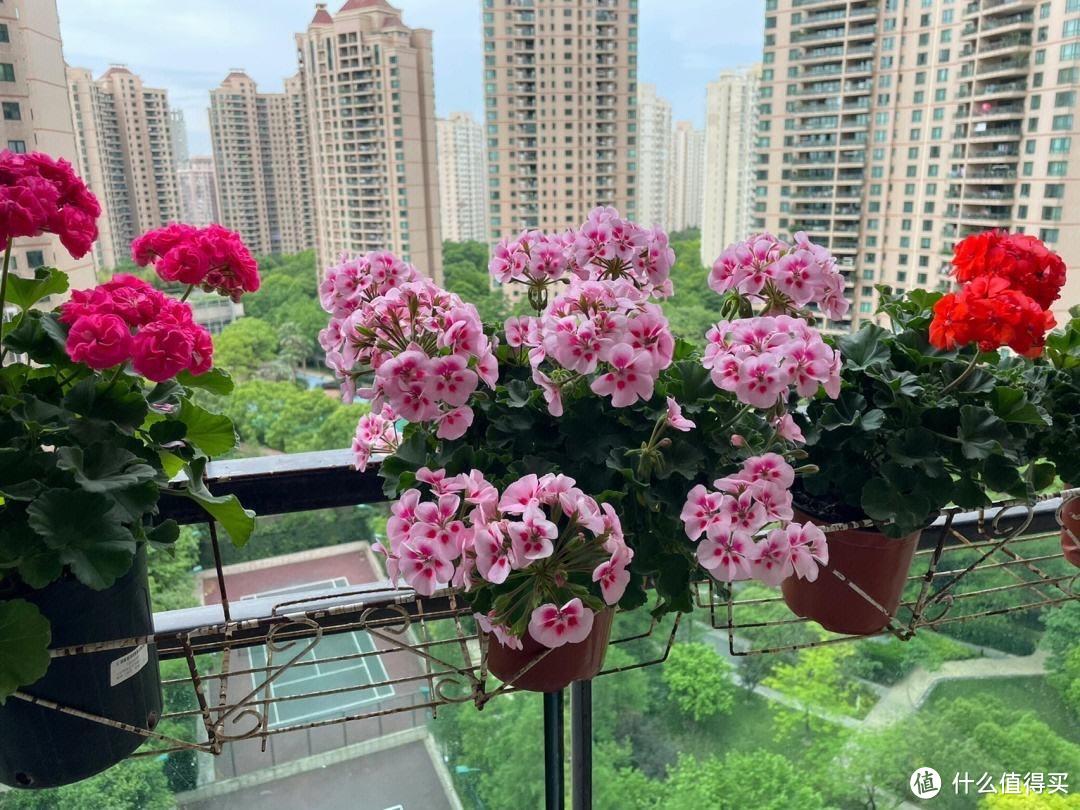 天竺葵的种植“3技巧”,生长快、开花多、花色美,阳台变小花园