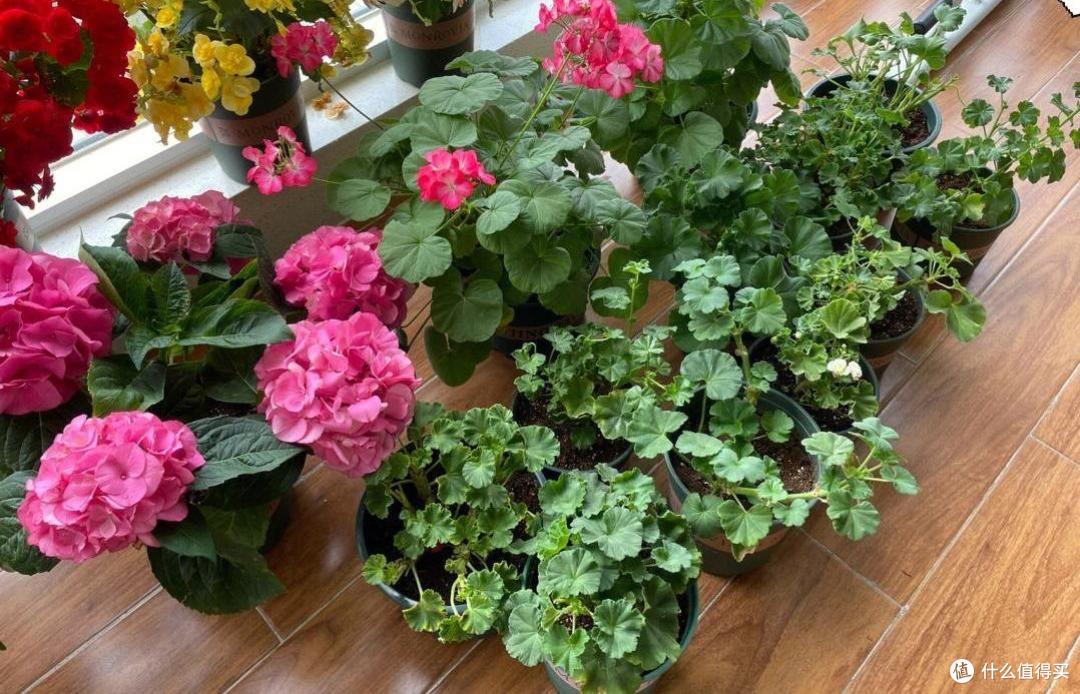 天竺葵的种植“3技巧”,生长快、开花多、花色美,阳台变小花园