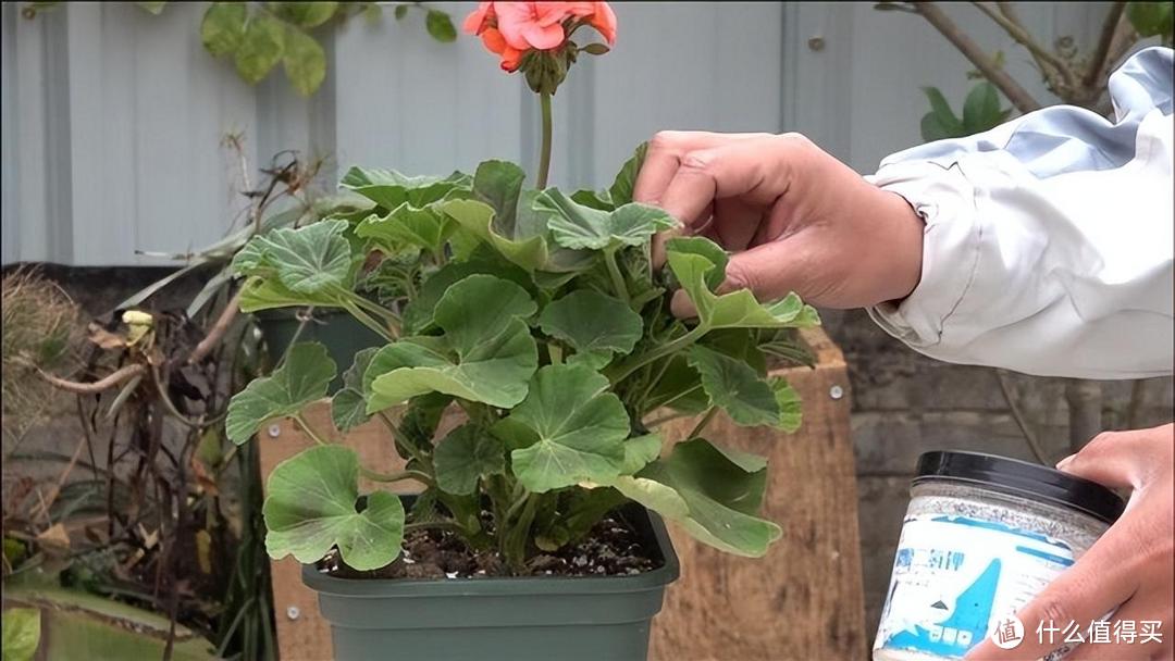 天竺葵的种植“3技巧”，生长快、开花多、花色美，阳台变小花园
