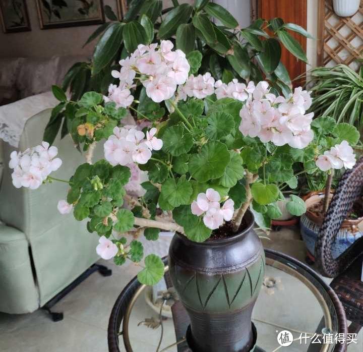 天竺葵的种植“3技巧”,生长快、开花多、花色美,阳台变小花园