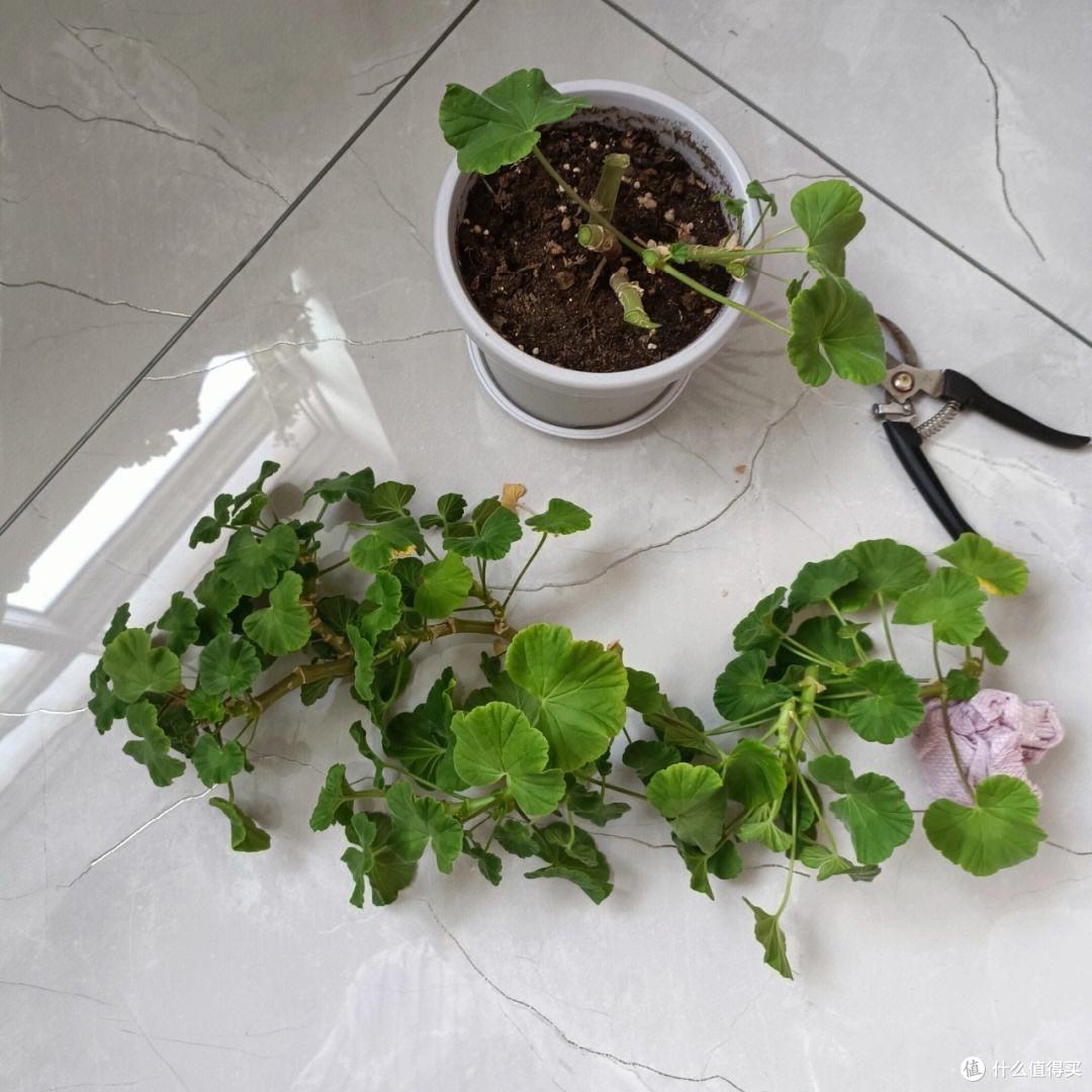 天竺葵的种植“3技巧”,生长快、开花多、花色美,阳台变小花园