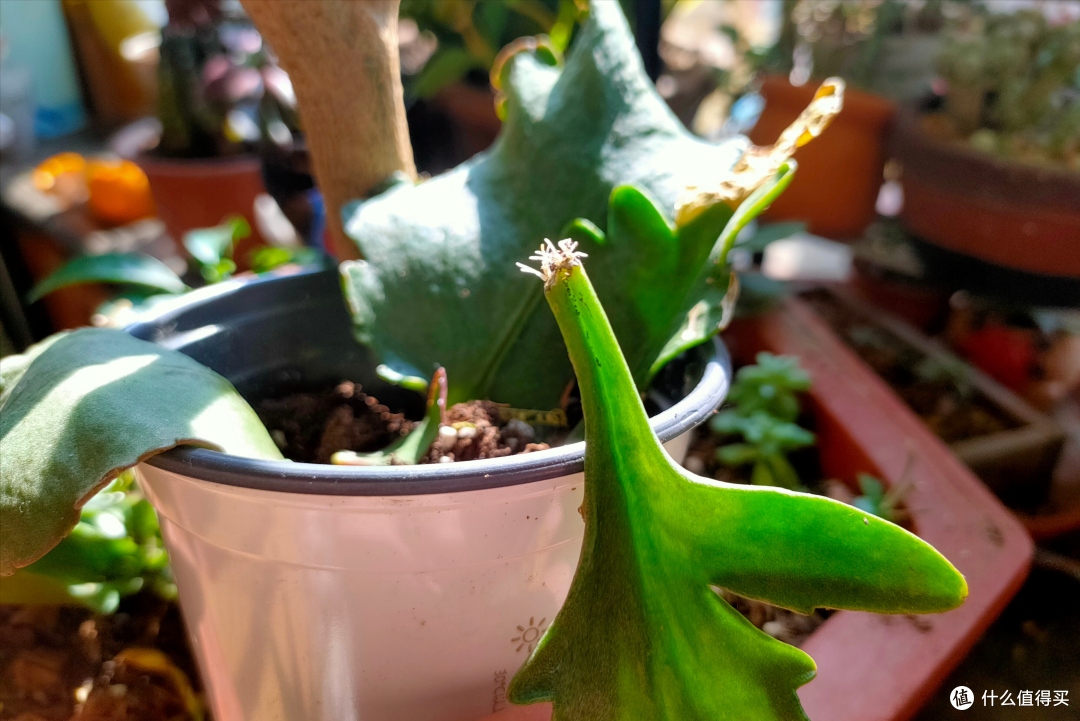 4种花不用花钱买,剪根枝条扔土里就能活,省钱又有成就感