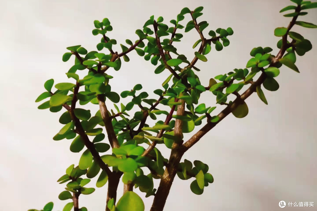4种花不用花钱买,剪根枝条扔土里就能活,省钱又有成就感