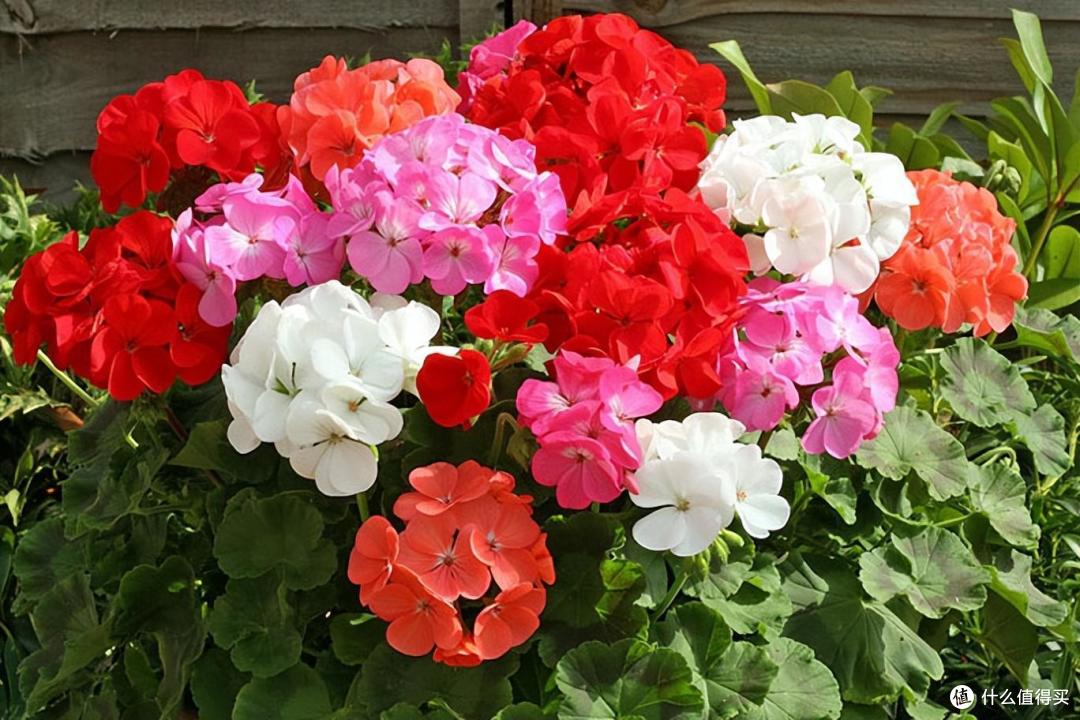 4种花不用花钱买,剪根枝条扔土里就能活,省钱又有成就感