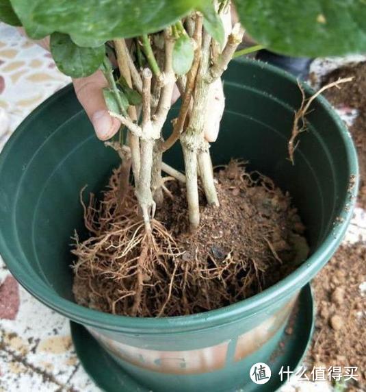 花市上的茉莉花，为何都“满头花苞”？有4点“小窍门”