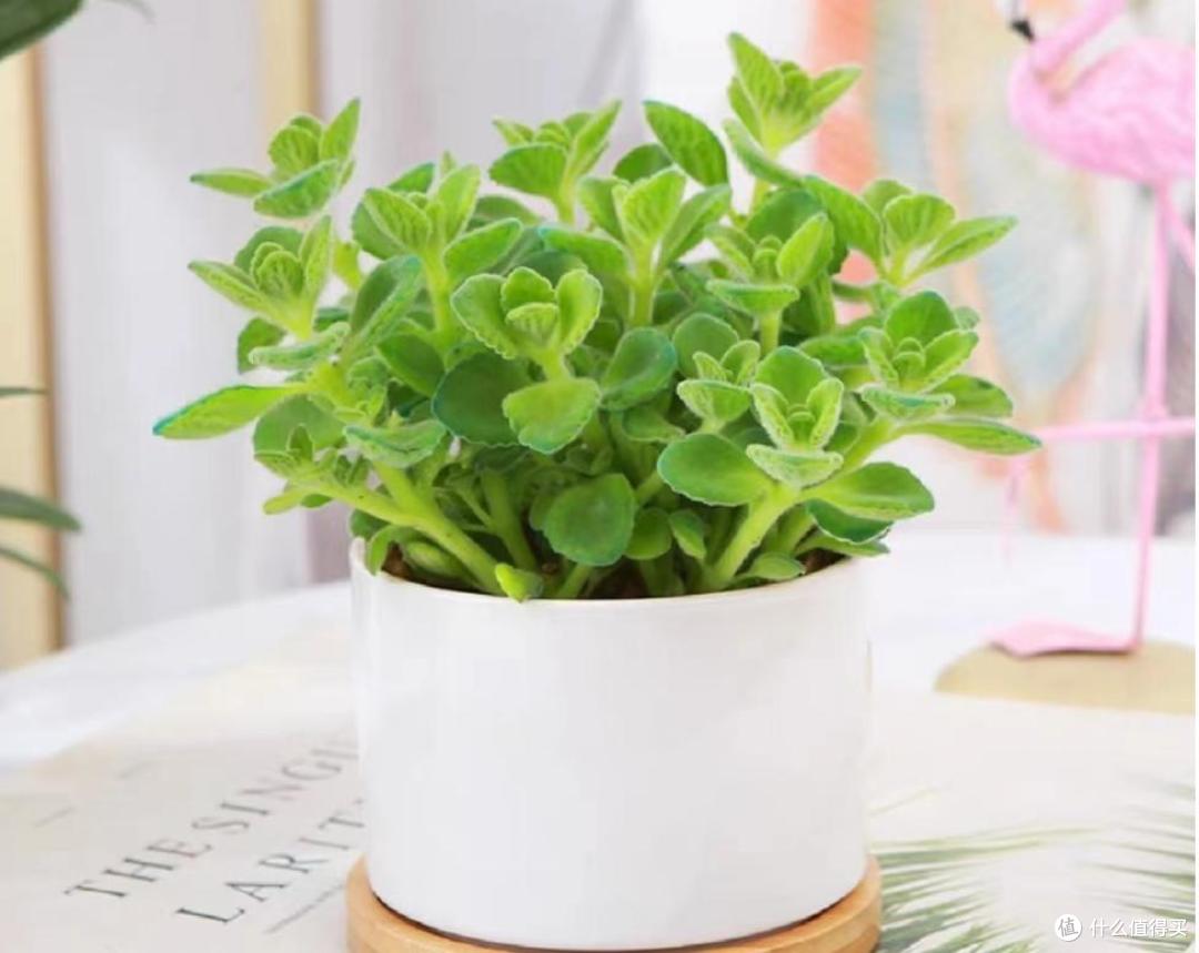 蚊子“讨厌”的7种植物,家里至少要养一盆,夏天好“驱蚊”