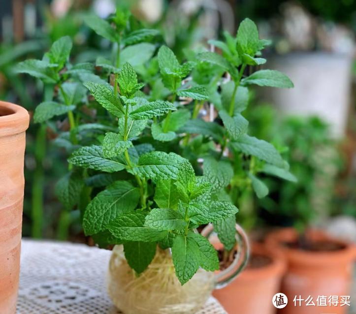 蚊子“讨厌”的7种植物,家里至少要养一盆,夏天好“驱蚊”