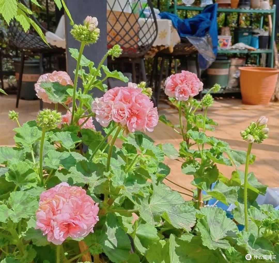 蚊子“讨厌”的7种植物,家里至少要养一盆,夏天好“驱蚊”