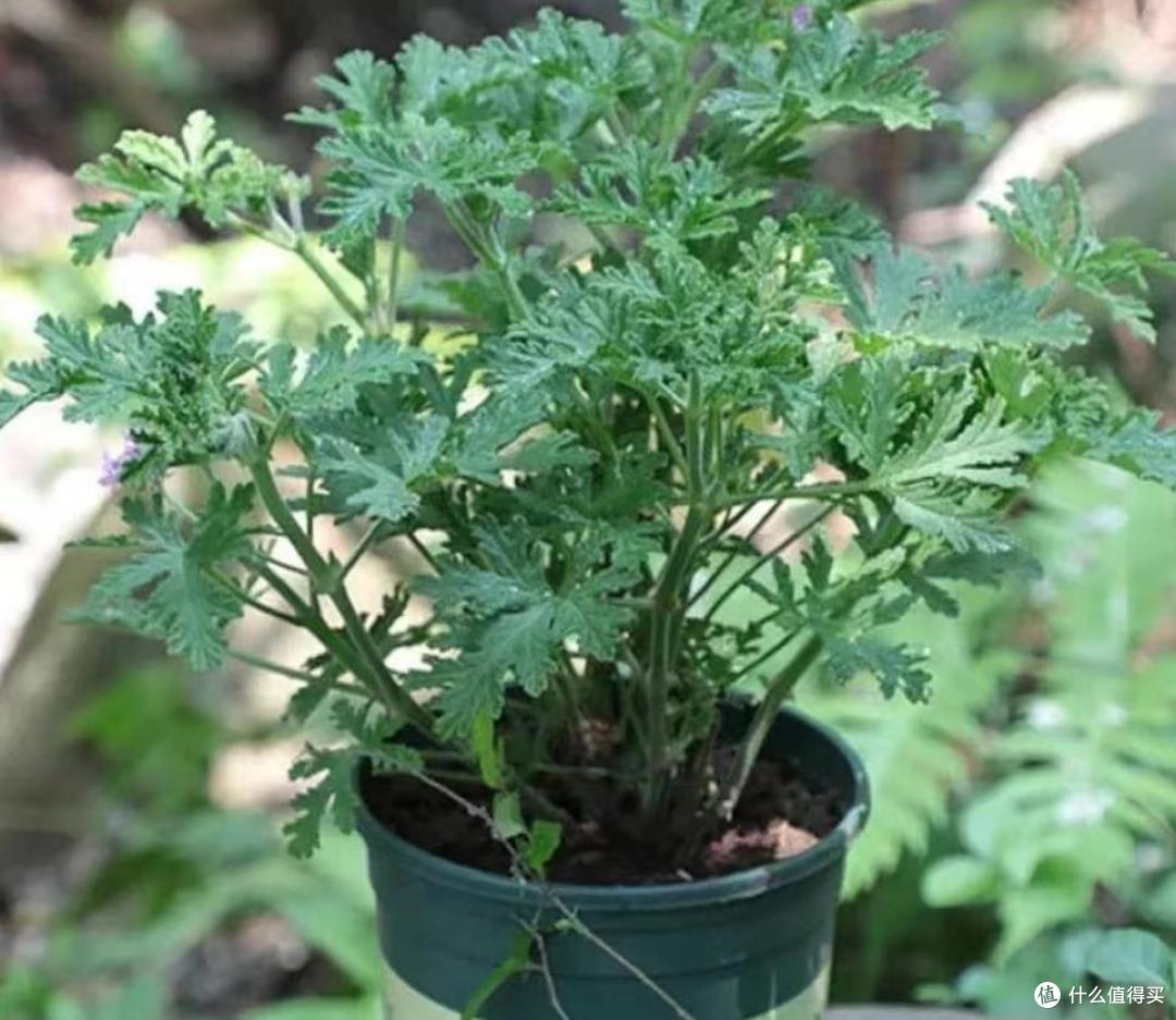 蚊子“讨厌”的7种植物,家里至少要养一盆,夏天好“驱蚊”