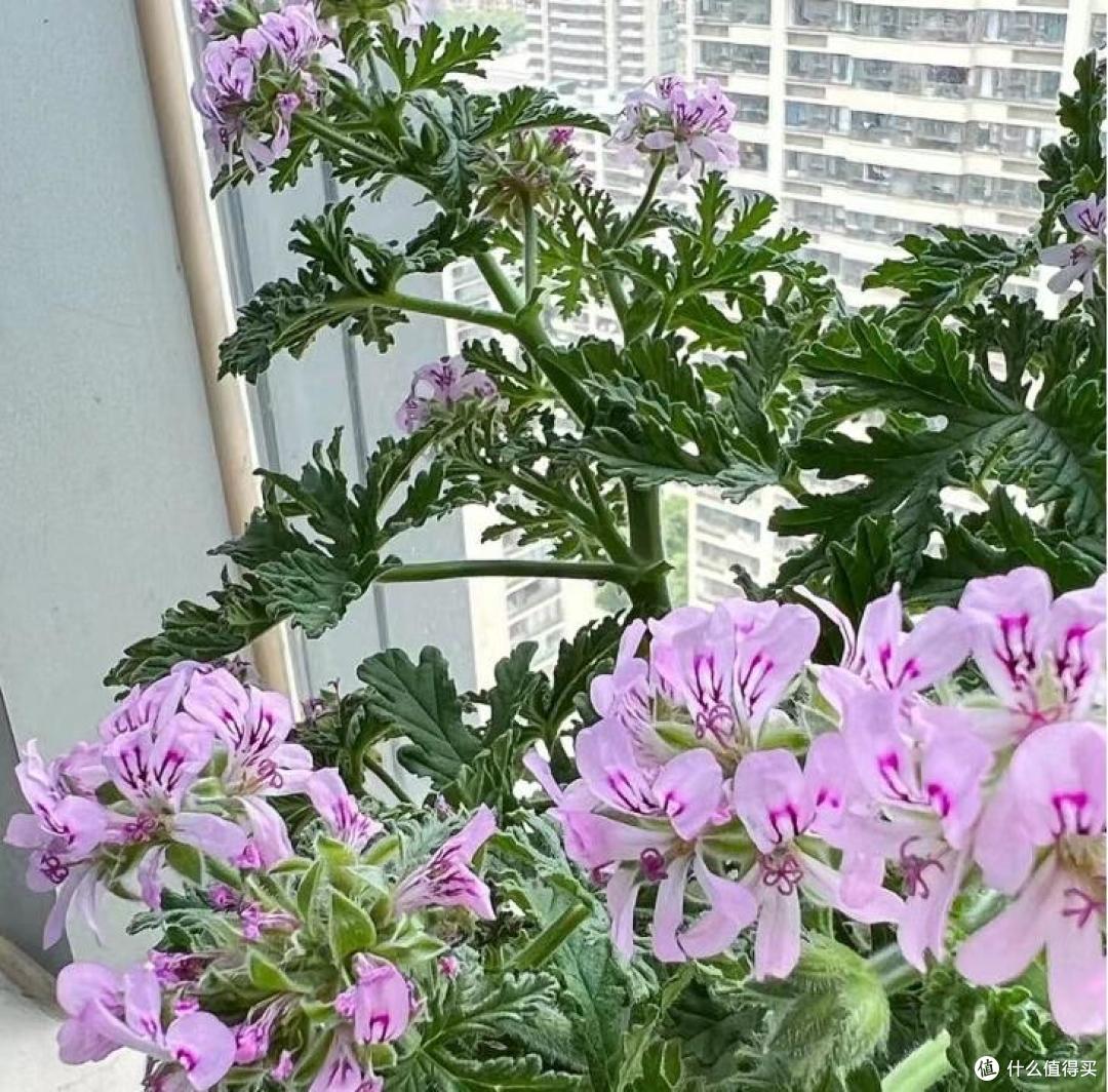 蚊子“讨厌”的7种植物,家里至少要养一盆,夏天好“驱蚊”
