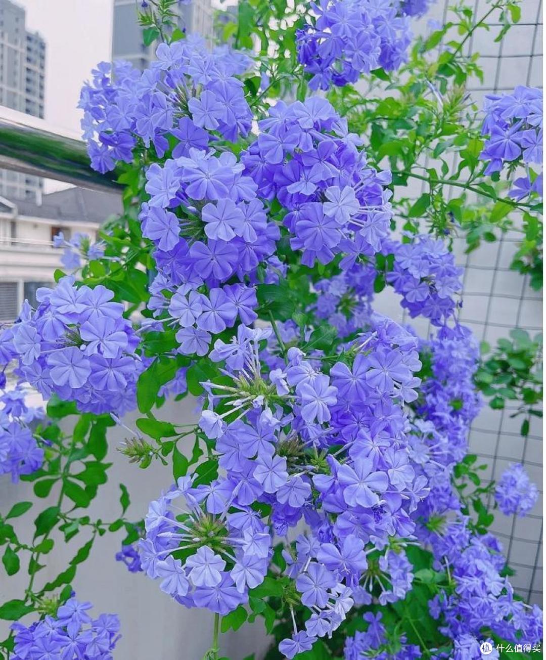 高温38℃，7种花是“新宠”，越热越爱长，越晒越开花