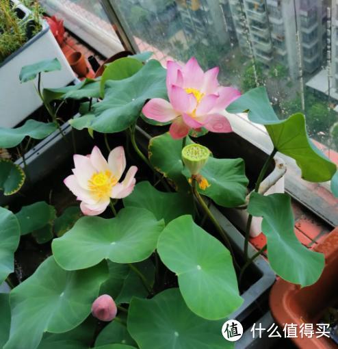 高温38℃，7种花是“新宠”，越热越爱长，越晒越开花