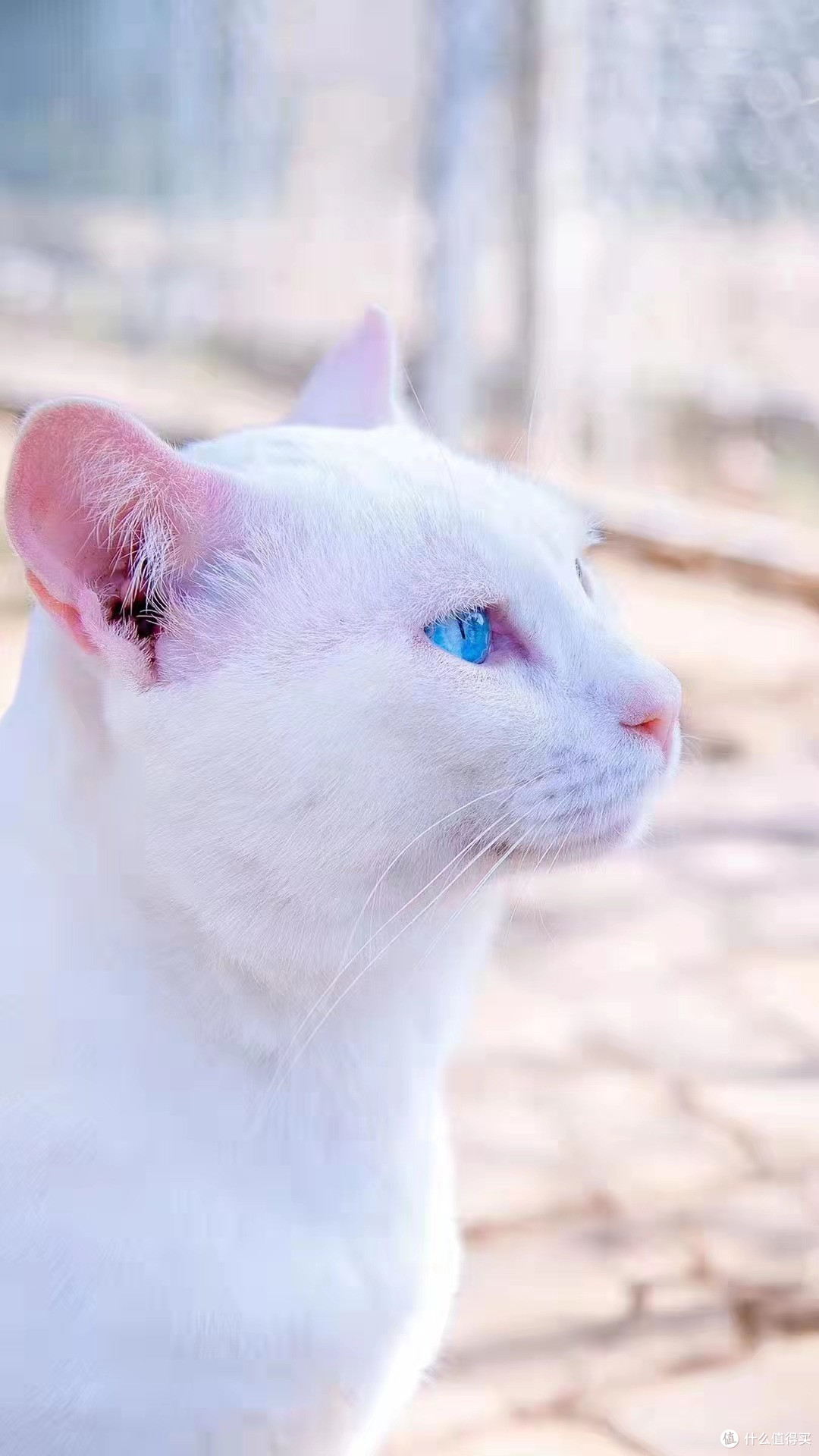 尺玉/宵飞练，全身雪白，仙气十足。   猫模特:李来宝  来宝还是个异瞳猫哦。